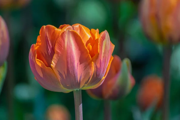 Прекрасные Весенние Оранжевые Тюльпаны Солнечном Свете Абстрактном Размытом Фоне Селективный — стоковое фото
