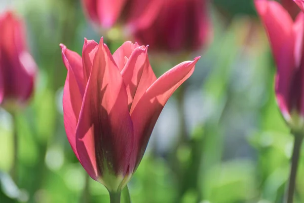 Красивые Весенние Красные Тюльпаны Солнечном Свете Абстрактном Размытом Фоне Селективный — стоковое фото