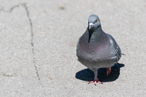 Taube Läuft Großaufnahme Auf Einem Boden Einem Stadtpark Porträtfoto Der — Stockfoto