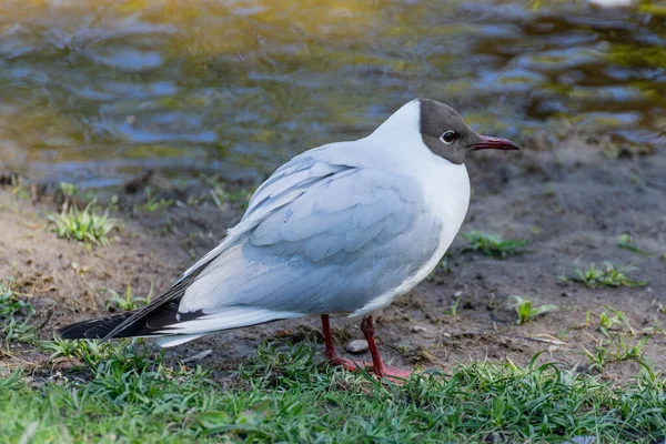 Schwarzkopfmöwe Flussufer Larus Ridibundus Stadtpark — Stockfoto