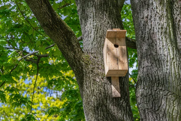 Birdhouse Bois Jaune Accroché Arbre Dans Parc Municipal Printemps — Photo