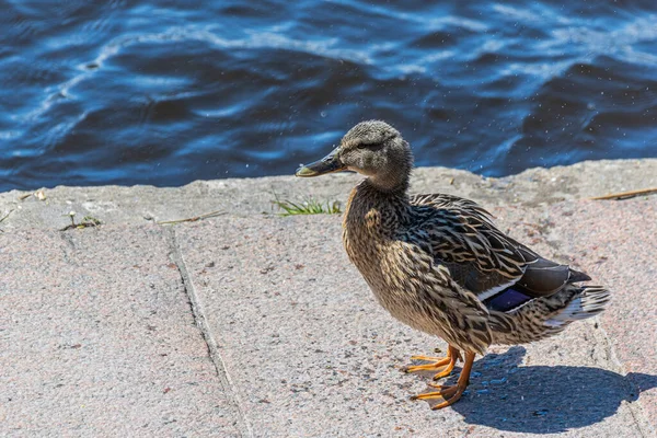 Ente Steht Auf Einer Granitpromenade Und Schaut Sich Graue Ente — Stockfoto