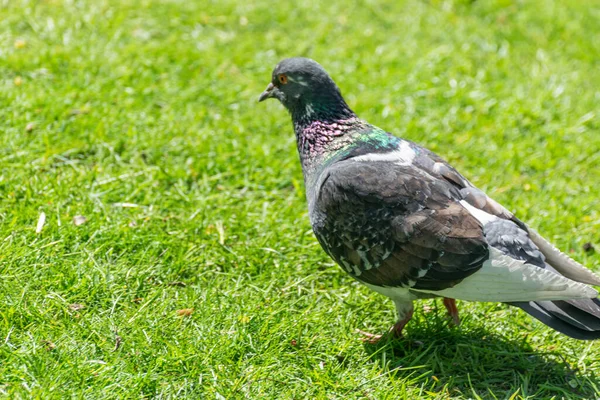 Grautaubenporträt Auf Der Suche Nach Nahrung Feld Auf Dem Boden — Stockfoto