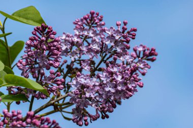 Açık mavi gökyüzüne karşı açan bahar mor leylak çiçekleri ile dallar.