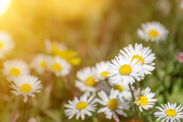 Beyaz papatyalar ve güneş ışınlarıyla dolu parlak bir bahar arkaplanı. Çayır papatyaları.