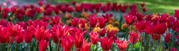 Panoramic landscape with multi-colored tulips partially lit by the sun on a cloudy day.