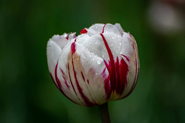 Nahaufnahme Einer Rosa Weinroten Tulpe Mit Regentropfen Auf Dunkelgrünem Hintergrund — Stockfoto