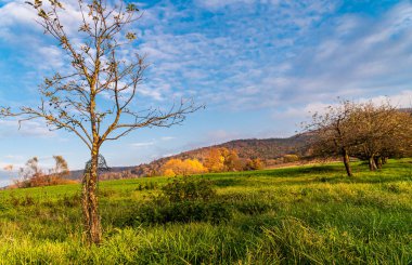 Tarlada yalnız bir ağaç. Kırsal bölgeler. Kuru dallar. Mavi gökyüzünün altında. Küçük tepeler. Ormanda ilkbahar.