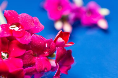 Mavi arka planda kırmızı çiçekler. Küçük ve narin yamalar. Suda çiçekler.