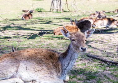 Geyik ve yumurta geyiği doğal bir yaşam alanında. Vahşi hayvanlar. Avrupa ormanları oyunu. Geyik hayvanları yaklaşıyor. Orman memelileri.