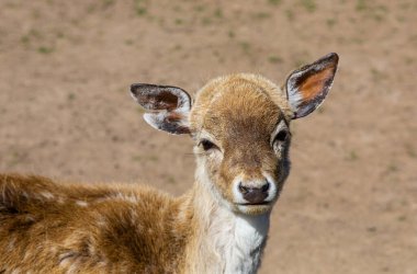 Geyik ve yumurta geyiği doğal bir yaşam alanında. Vahşi hayvanlar otluyor. Orman memelileri. Vahşi yaşam. Çatal tırnaklı hayvanlar..