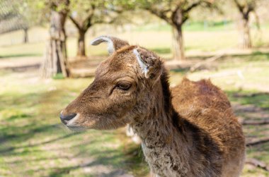 Geyik ve yumurta geyiği doğal bir yaşam alanında. Vahşi hayvanlar. Fotoğrafı kapat. Geyik ve geyik otluyor. Düzenle.