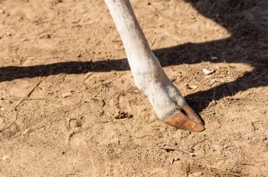 Geyik ve yumurta geyiği doğal bir yaşam alanında. Vahşi hayvanlar. Fotoğrafı kapat. Geyik ve geyik otluyor. Düzenle.