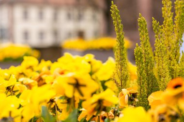 Bahçedeki küçük sarı çiçekler. Şehir parkındaki bitkiler. Mevsimlik bitki örtüsü. Bahçede bir yaz. Yeşil yapraklar. Çiçek bakımı. Bitki örtüsü..