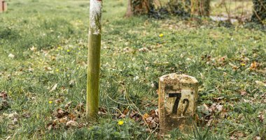 Çimlerin üzerinde jeodetik boğa. Harita oluşturmada yardım. Arazi ölçümleri. Sınırları çiziyorum. Jeodetik planlar.