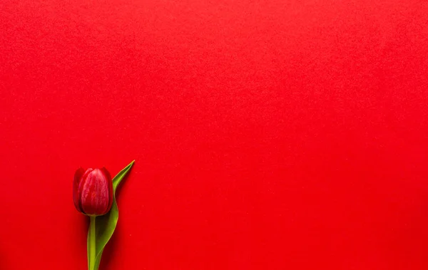 赤い背景に新鮮にカットされたチューリップ アパートの美しい装飾 花瓶に最適な花 春の祭主 緑の葉と茎 テーブルの上に浸かり — ストック写真