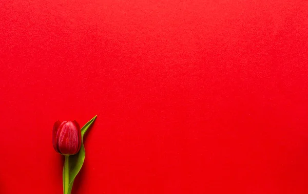 Tulipas Recém Cortadas Fundo Vermelho Bela Decoração Apartamento Flores Perfeitas — Fotografia de Stock