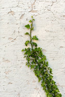 Eski duvarda yeşil sarmaşık. Yeşil yapraklar. Ev sarmaşıkla kaplanmış. Yeşil kalemler. Yıkılmış duvar. Çatlamış ve ön cepheden boya düşmüş. Yenileme için ev.