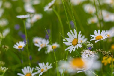 Tarla çiçekleri Papatya çayı ve diğer bitkiler. Mevsimlik bitki örtüsü. Ormanın yakınındaki tarlalar ve çayırlar. Kırsal bölge. Vahşi bitki örtüsü. Çiçeklerin tozlaşması. Yaz renkleri. Temiz havada rahatla..