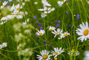 Tarla çiçekleri Papatya çayı ve diğer bitkiler. Mevsimlik bitki örtüsü. Ormanın yakınındaki tarlalar ve çayırlar. Kırsal bölge. Vahşi bitki örtüsü. Çiçeklerin tozlaşması. Yaz renkleri. Temiz havada rahatla..