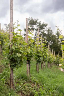 Genç asma çalıları. Kalenin altındaki yamaçta küçük bir üzüm bağı. Şarap üretimi. Organik tarım. Şarap ve üzüm suyu. Olgunlaşmış sarmaşık. Yeşil yapraklar. Genç ot. Kalenin taş duvarları.
