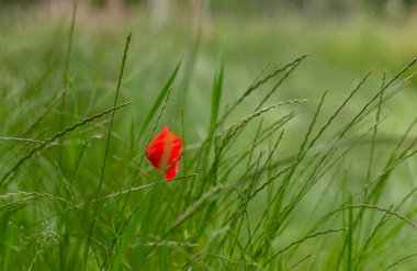Kırmızı gelincikler tarlada. Mevsimlik bitki örtüsü. Vahşi yaşam. Doğanın kendisi. Kırmızı çiçekler. Sulu yeşillik. Narin ve dengesiz bir çiçek. Ekinlerde yabani otlar. Mükemmel kırmızı neşeli çiçek. Genç gelincikler güneşte. Teknede parla. Yapraklara çiy damlaları düşer..
