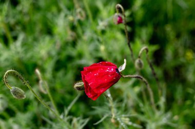 Kırmızı gelincikler tarlada. Mevsimlik bitki örtüsü. Vahşi yaşam. Doğanın kendisi. Kırmızı çiçekler. Sulu yeşillik. Narin ve dengesiz bir çiçek. Ekinlerde yabani otlar. Mükemmel kırmızı neşeli çiçek. Genç gelincikler güneşte. Teknede parla. Yapraklara çiy damlaları düşer..
