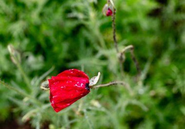 Kırmızı gelincikler tarlada. Mevsimlik bitki örtüsü. Vahşi yaşam. Doğanın kendisi. Kırmızı çiçekler. Sulu yeşillik. Narin ve dengesiz bir çiçek. Ekinlerde yabani otlar. Mükemmel kırmızı neşeli çiçek. Genç gelincikler güneşte. Teknede parla. Yapraklara çiy damlaları düşer..