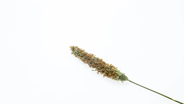 Grassen Granen Een Witte Achtergrond Afgezonderd Van Achtergrond Enkele Oren — Stockfoto