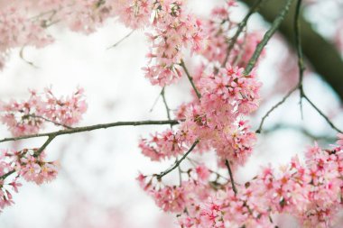 Sakura Pembe çiçek