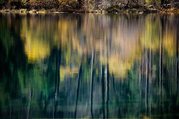 Riflessione di albero — Foto Stock