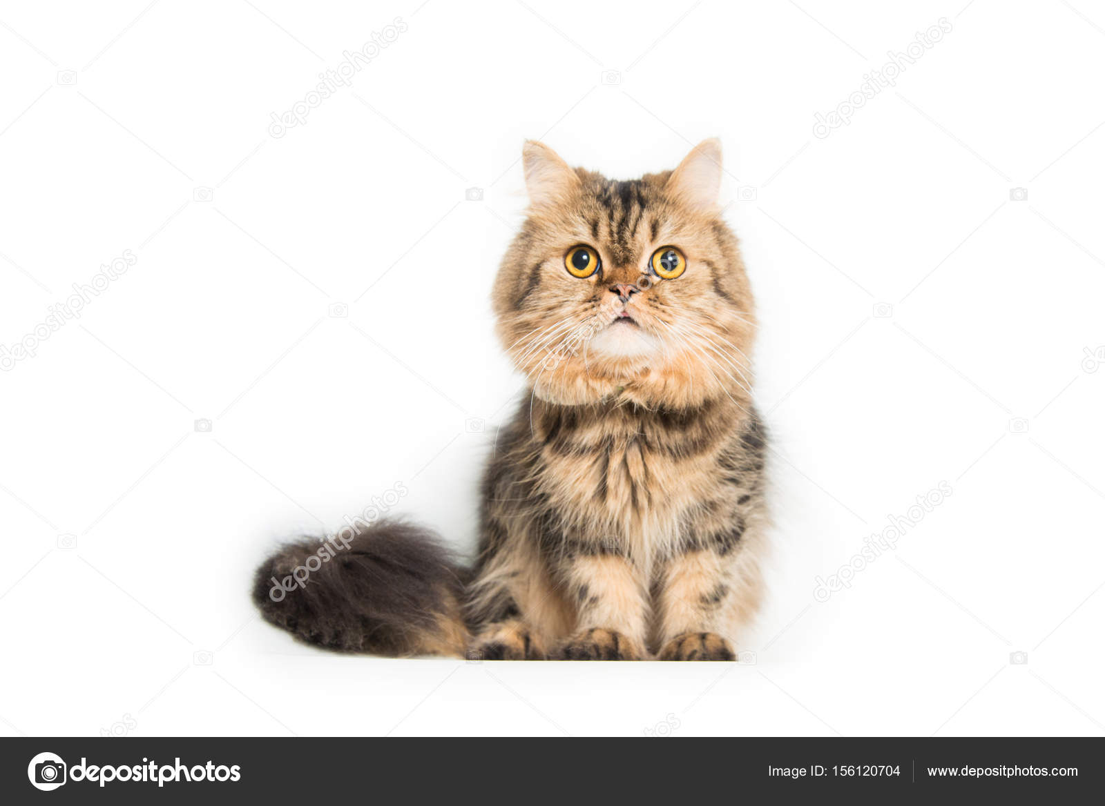 Gato Persa Bebe Gato Persa Joven Foto De Stock C Pom669 Gato Persa Bebe Gato Persa Joven Foto De Stock C Pom669