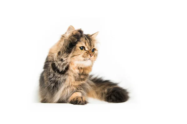 Jeune chat persan — Photo