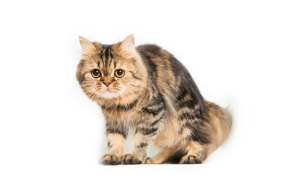 Young persian cat — Stock Photo, Image