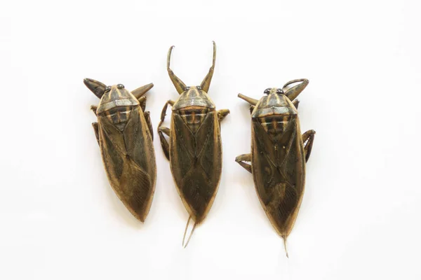Lethocerus indicus on white background,giant water bug in Thaila — ストック写真