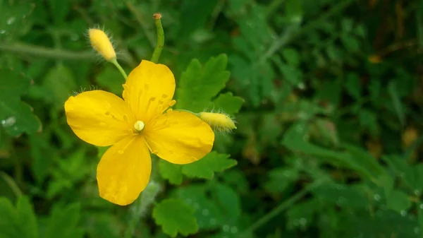 Gelbe Blume Chelidonium Aus Nächster Nähe — Stockfoto