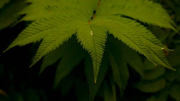 Borde Las Hojas Arbusto Verde —  Fotos de Stock