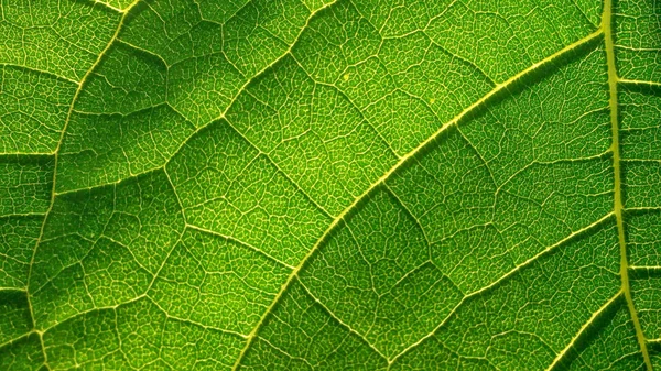 Green Leaf Texture Close Royalty Free Stock Images