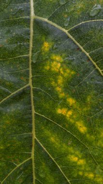 Sarı yeşil yaprak dokusu kapat