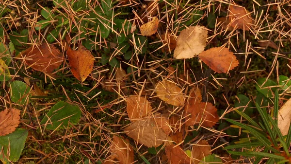 Autumn Foliage Web Close — Stock Photo, Image