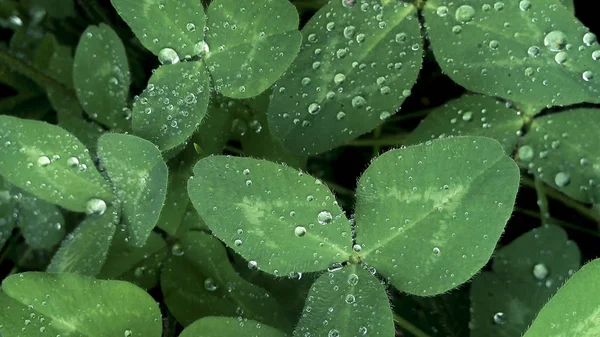 Φύλλα Trifolium Σταγονίδια Νερού Μετά Βροχή — Φωτογραφία Αρχείου