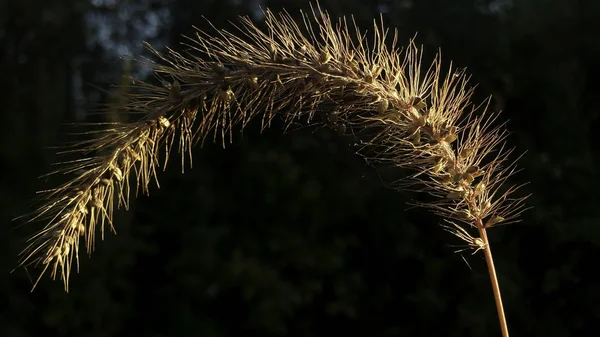 Setaria Sementes São Iluminadas Com Luz Solar — Fotografia de Stock