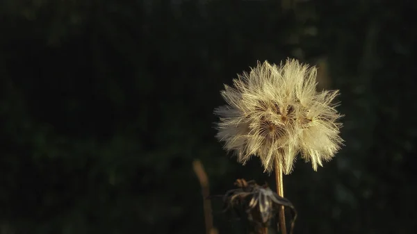 Sementes Macias Iluminadas Pelo Sol — Fotografia de Stock