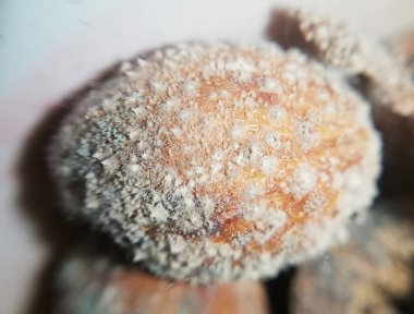 Mantarlı kakao çekirdeği beyaz miyelium ile kirleniyor.