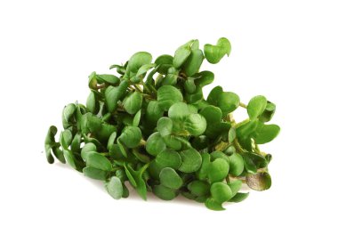 Taze filizlenmiş hardal beyaz sırtüstü izole edilmiş.