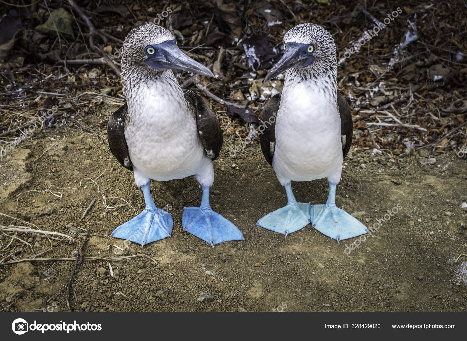Par de Boobies de Pé Azul. Aves endêmicas da América Latina Pacífico fotos,  imagens de © DaltonStyle #328429020