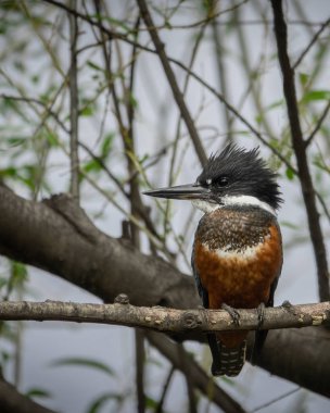 Kingfisher kuşu bir ağaç dalında profilde poz veriyor