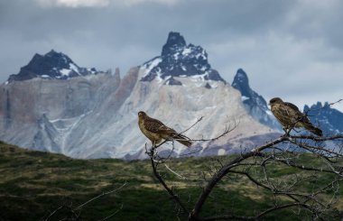 Bir çalılığın kuru dallarında, kuşların arkasında, Torres del Paine 'in karlı zirvelerinde poz veren kuşlar.