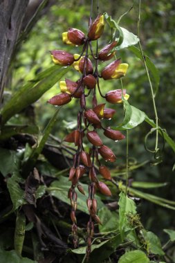 Yağmur ormanlarındaki bir ağaçtan sarkan güzel bir yosun.