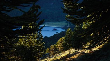 Ağaçlarla dolu Aaraucanian ormanlarına Pehuenes de denir. Uzakta bir göl görebilirsin..